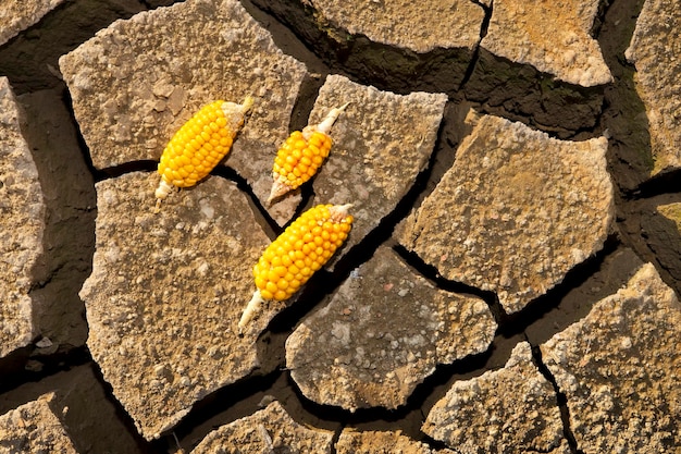 A close-up shot of dried and cracked soil in a cornfield in Ontario, Canada. The corn stalks are stunted and discolored, and the ears of corn are small and shriveled. The sun is beating down mercilessly, and there is no sign of rain in sight.